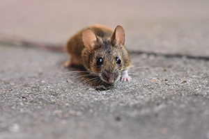 How to Get Mice, Ants and Other Pests out of Your Car - Fired Up Automotive